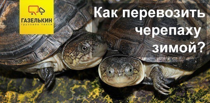 Как перевезти черепаху зимой